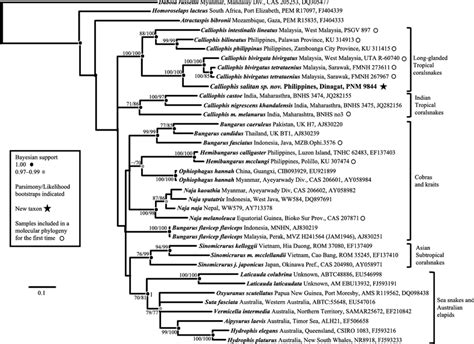 Phylogenetic Relationships Of Asian Elapid Snakes Emphasizing