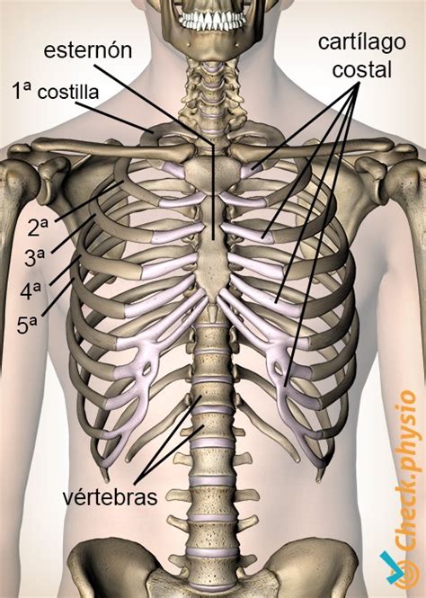 Síndrome de Tietze Physio Check