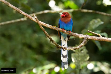 Sri Lanka Blue Magpie Urocissa Ornata Sri Lanka Blue Mag Flickr