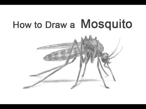 How To Draw A Mosquito Youtube