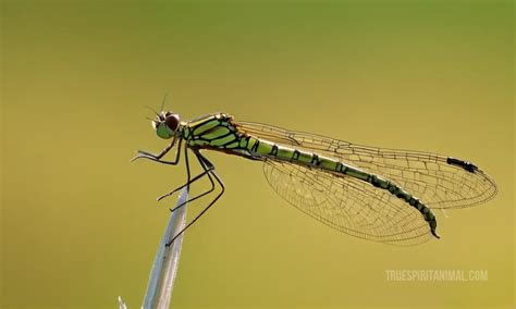 Mayfly Symbolism and Meaning - Your Spirit Animal