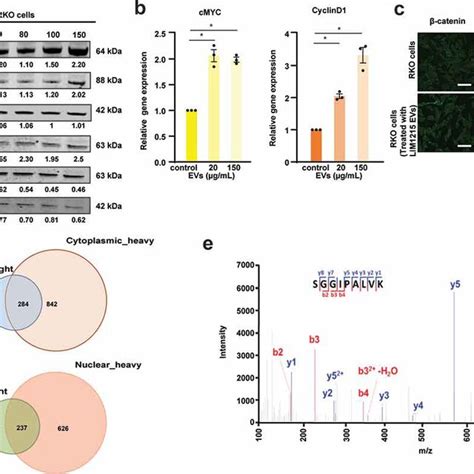 EVs Activate Wnt Signalling Pathway In Recipient RKO Cells A Western