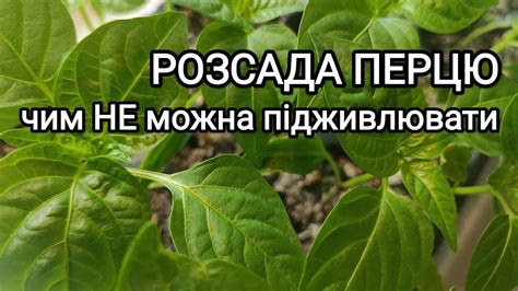 Здорова розсада перцю. Чим можна підживлювати, а чим ні? - YouTube