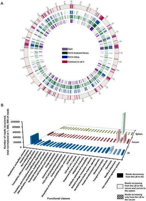 Essential Pseudomonas Aeruginosa Genes And Functional Classes A Download Scientific Diagram