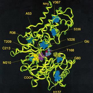 New glucokinase mutations in MODY families | Download Table