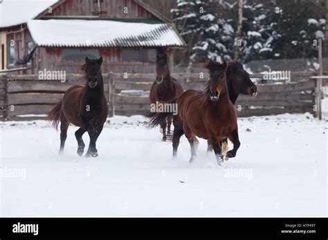 Horses running snow hi-res stock photography and images - Alamy