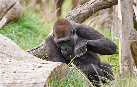 10 great gorilla facts | National Geographic Kids