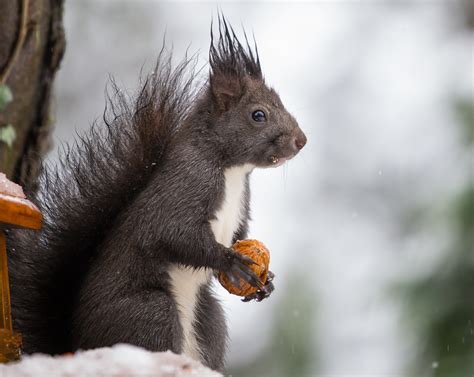 Zauberhaft Foto & Bild | eichhörnchen, natur, wildlife Bilder auf ...