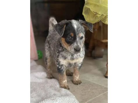 7 Pure bred Australian Cattle Dog puppies for Sale near Eagan ...