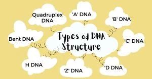 Types of DNA Structure - Vigyan Sarovar