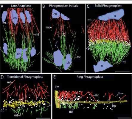 Phragmoplast Microtubules Undergo Changes in Organization During Cell Plate Formation - Plant Cells