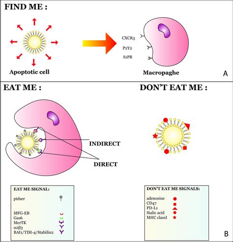 Schematic Representation Of The Mechanism Of Efferocytosis And Its