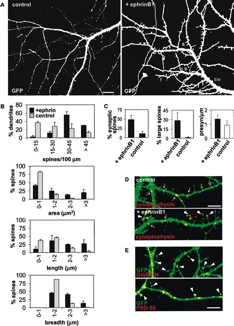 Rapid Induction Of Dendritic Spine Morphogenesis By Trans Synaptic