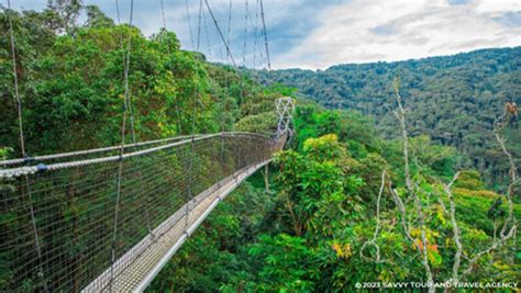 Exploring The Sky A Canopy Walk Adventure In Nyungwe National Park