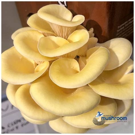 Mushroom Grow Kit Yellow Oyster Pleurotus Citrinopileatus Aussie