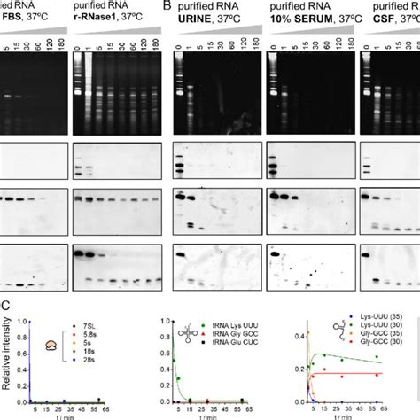 Naked Trna Halves Are Extremely Stable In Human Biofluids A Northern