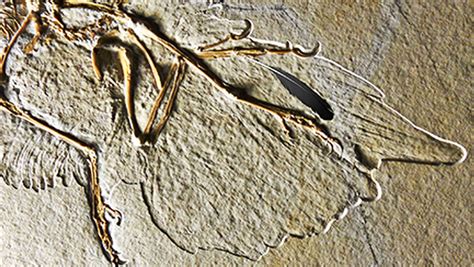 The fossilized feather that sparked a huge debate belonged to an archaeopteryx | SYFY WIRE