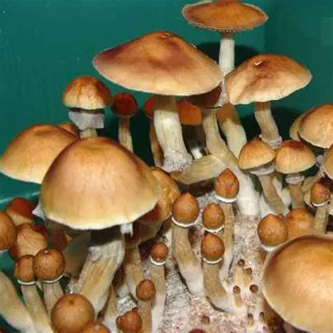 Cultura Liquida Camboja Cambodian Ml Cogumelos M Gicos Psilocybe