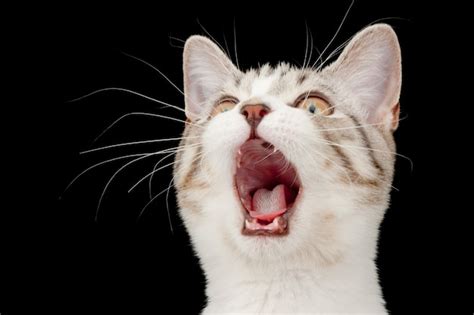 screaming cat images    freepik