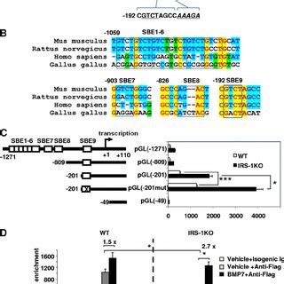 Bmp Alters The Expression Of Insulin Signaling Components C H T