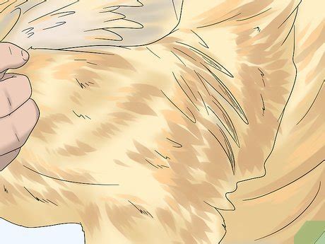 How To Determine The Sex Of A Chicken A Comprehensive Guide
