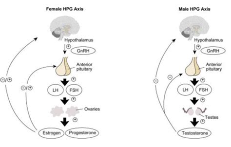 Sex And The Brain Ch Flashcards Quizlet
