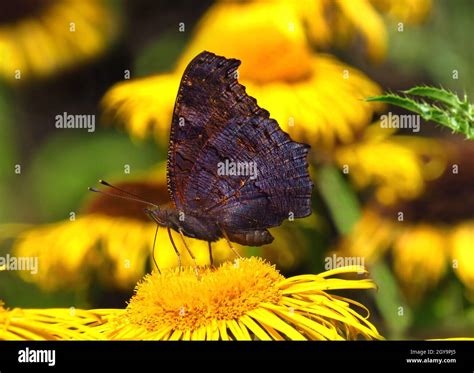 Insekten Edelfalter Insekt Insekten Pfauenauge Schmetterling Tagfalter