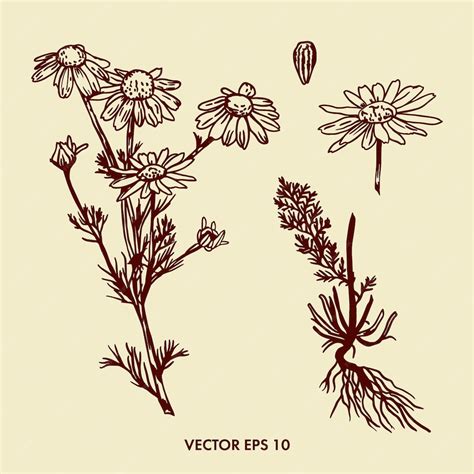 Premium Vector Chamomile Flower Drawing Vector Hand Drawn Illustration