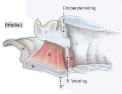 Gross Spring Equine And Ruminant Larynx Mt Flashcards Cram