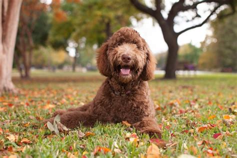 Labradoodle - PetPlace