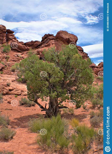 Vertical Shot Of Trees In A Desert In Utah Stock Photo Image Of