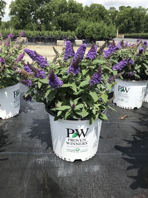 Pugster Blue | Payne Nursery
