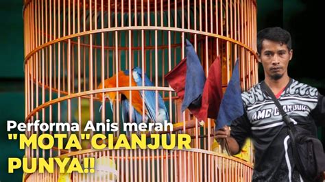 Cianjur Punya Anis Merah Mota Bikin Geger Di Acara Annivesary Jank