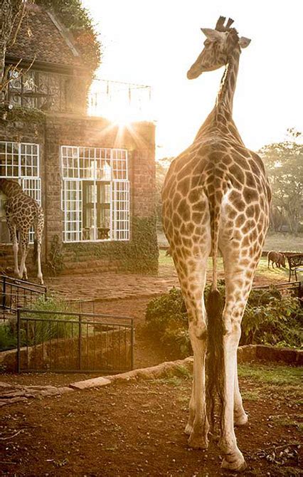 Giraffe Manor Boutique Hotel In Nairobi Luxury Meets Wildlife The