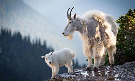 Mountain Goats Facts - Adaptations, Habitat & Behavior - agripreserve.com