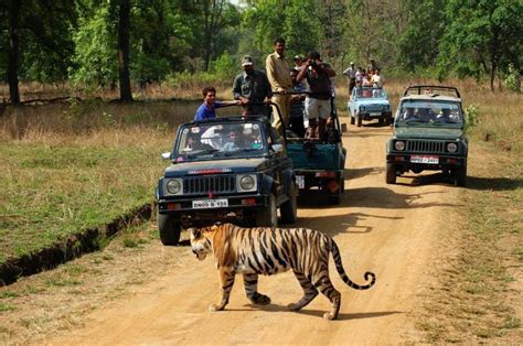 Explore Royal Wild Tiger With Ranthambore Tiger Safari Booking ...