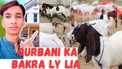 Finally Qurbani Ka Bakra Ly Lia Ajeeb Ajeeb Awaz Nikal Rha H