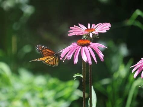 Wintering Monarch Butterfly Population Hit Hard By Drought Factsdotvote