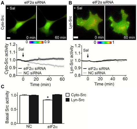 Involvement Of Eif A In Salubrinal Driven Cyto Src Activity A B