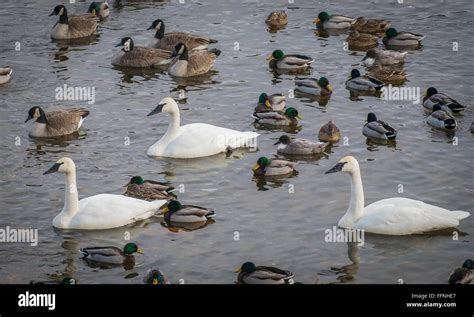 Trumpeter Swan Size