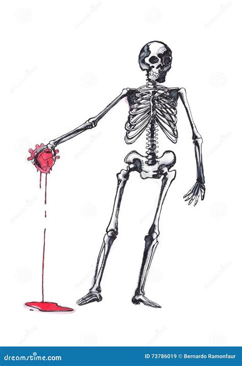 Human Skeleton with a Heart on His Hand Stock Illustration ...