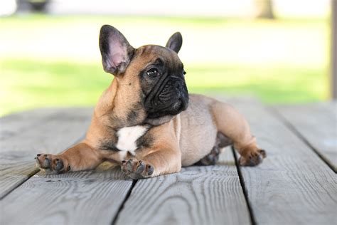 Rusty Male French Bulldog Puppy | Bulldog puppies, French bulldog, French bulldog puppy