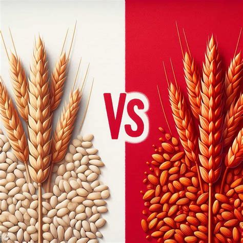 Red Wheat Vs White Wheat What S The Big Difference Guru Of Apps