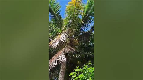 The Tallest Coconut Tree Shortvideo Nature Coconuttree Youtube