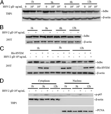 Herpes Simplex Virus Type 2 Glycoprotein D Inhibits Nf κb Activation By