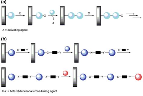 Scheme Covalent Biomolecule Immobilization A Step By Step Covalent