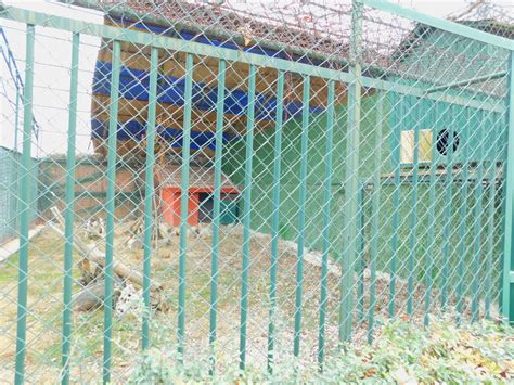 Red Fox Enclosure At The Karatay Zoo Zoochat