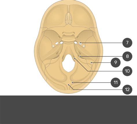 Fissures Foramina And Markings Of The Base Of The Skull GetBodySmart