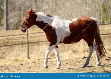 Brown White Horse Walking Stock Image Image Of Background 30288515