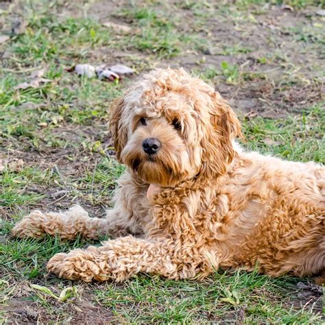 Labradoodle Breeds Unleashed: A Comprehensive Information Hub